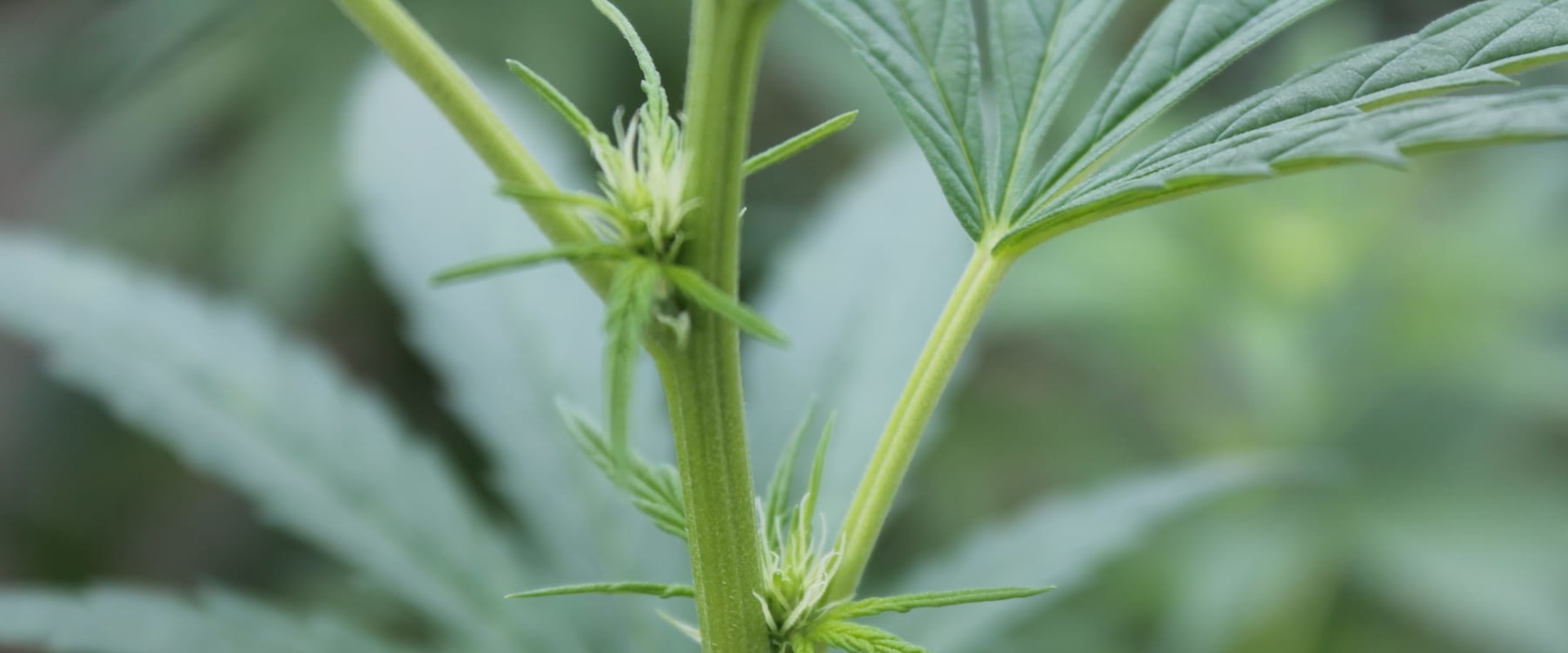 The Difference Between Male and Female Hemp Plants