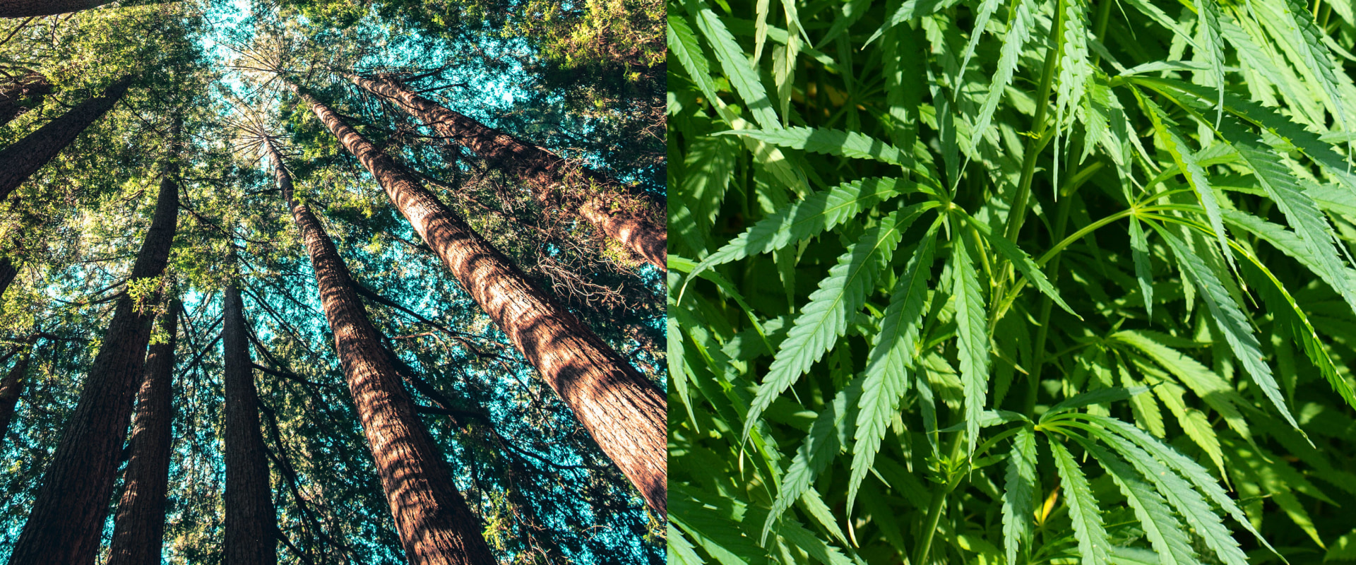 The Benefits of Hemp Paper Over Tree Paper