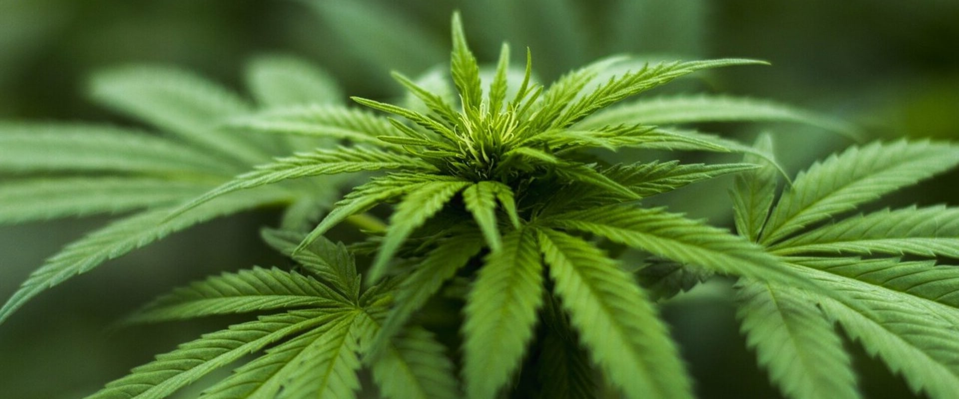 What is the Common Name for Hemp?