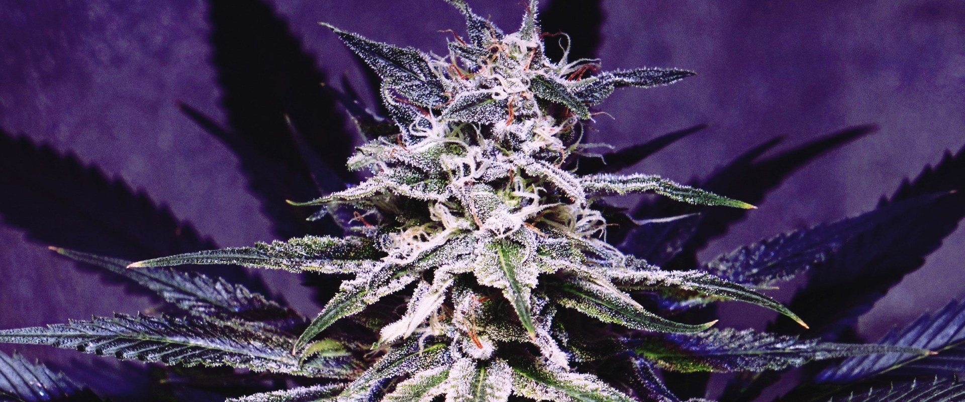 What Plants Contain Cannabinoid-Like Compounds?