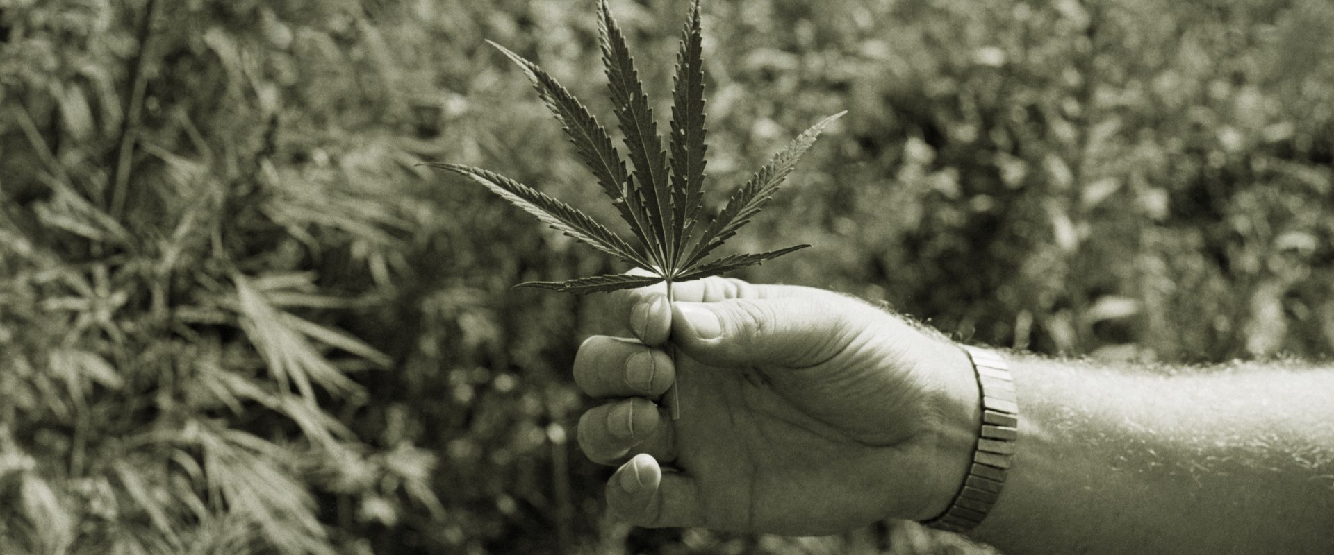 The History of Hemp Prohibition in the United States