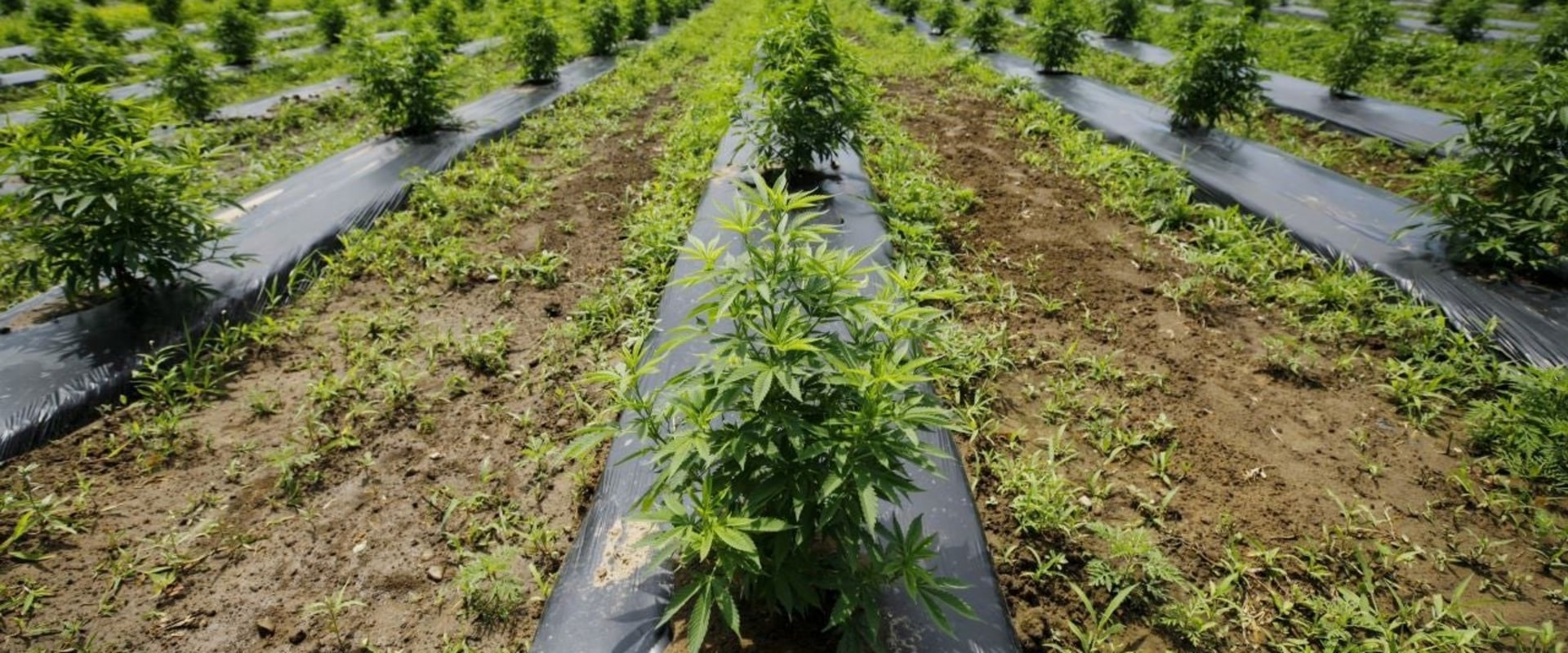 Is Growing Hemp a Good Investment? A Comprehensive Guide