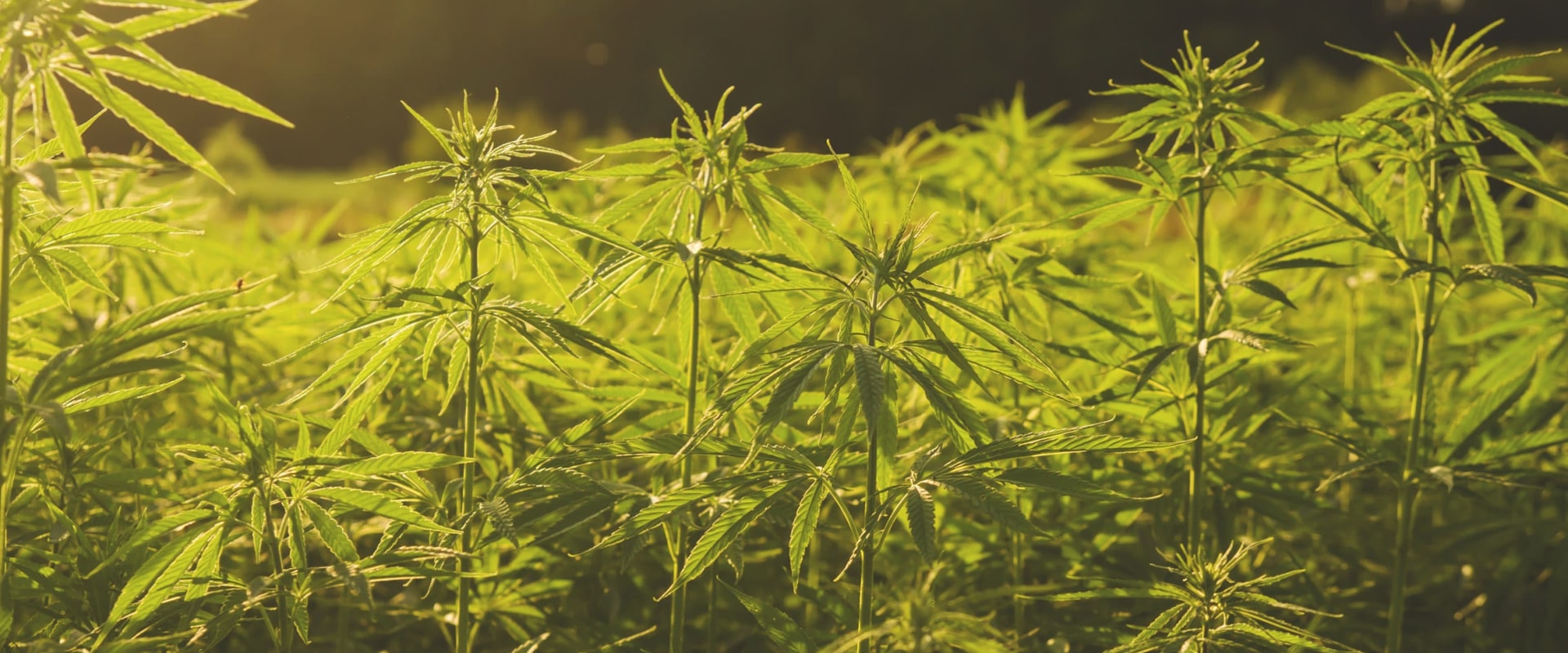 The Benefits of Hemp: A More Efficient Alternative to Trees
