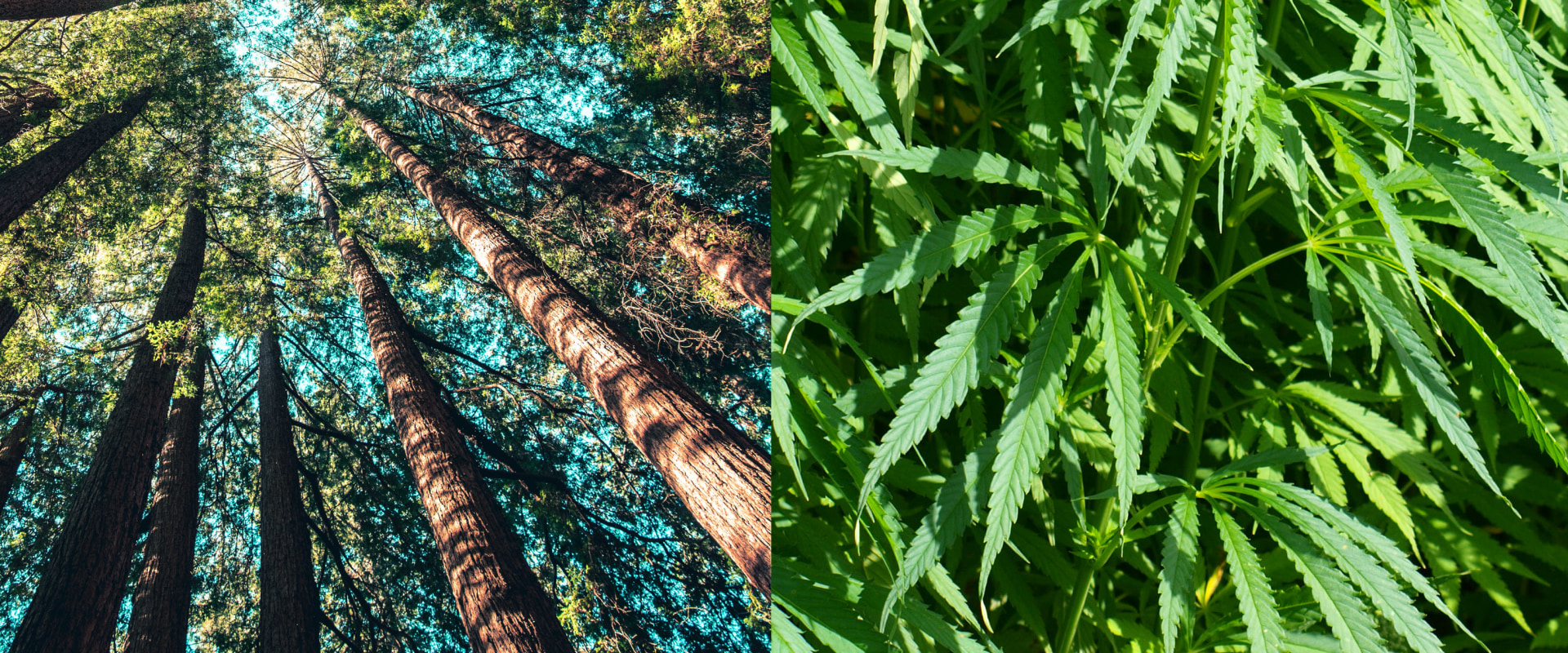 The Benefits of Hemp: Why it's Better than Trees