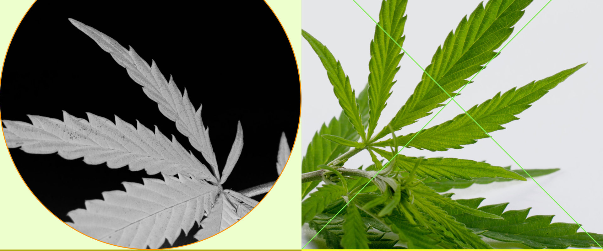 Which is Better for Pain Relief: Hemp or CBD?