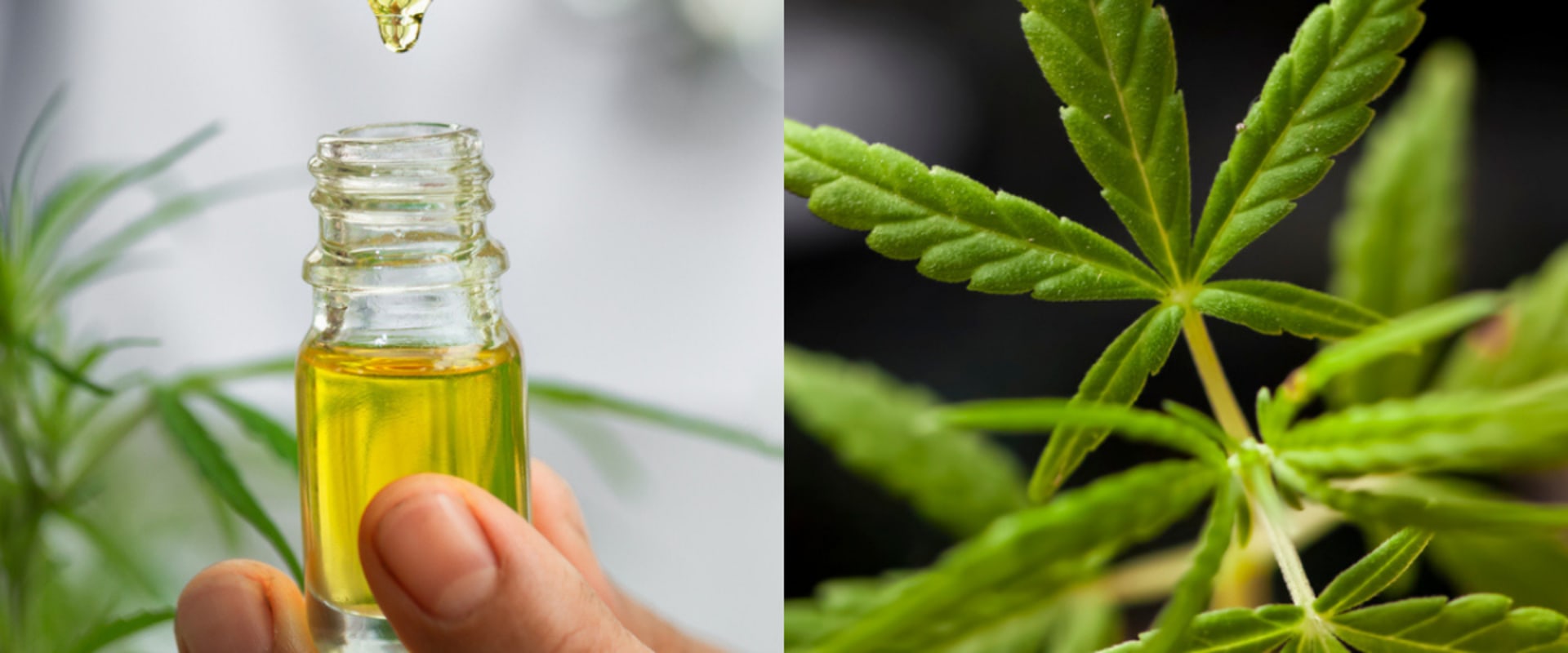 What is CBD Oil and What Are Its Benefits?