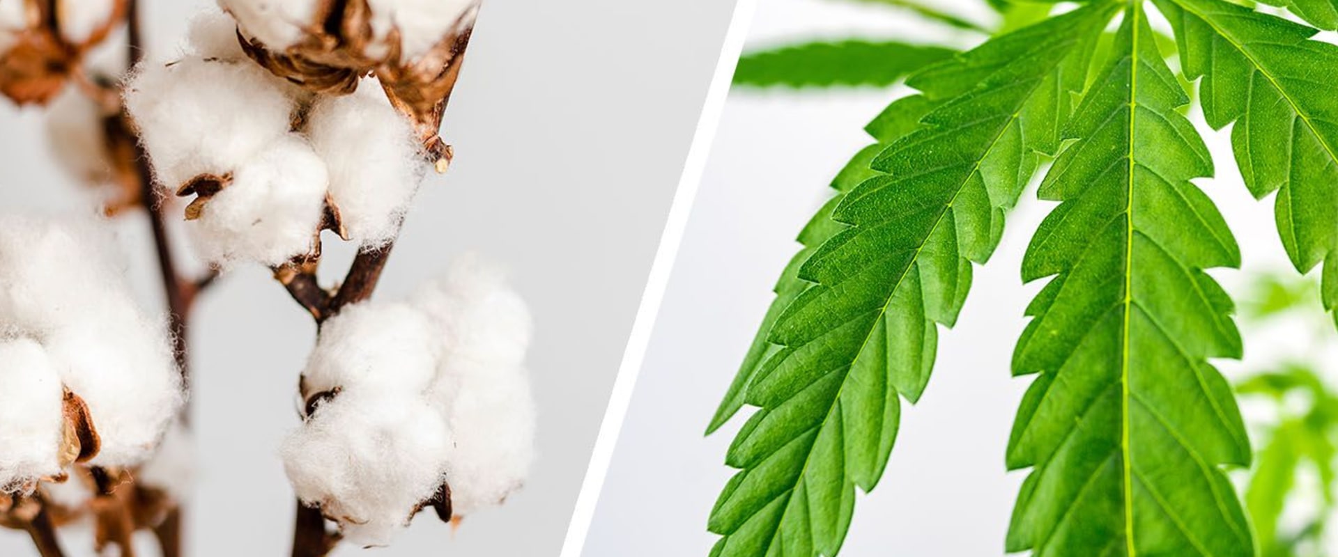The Benefits of Hemp Clothing: Why is it Better than Cotton?