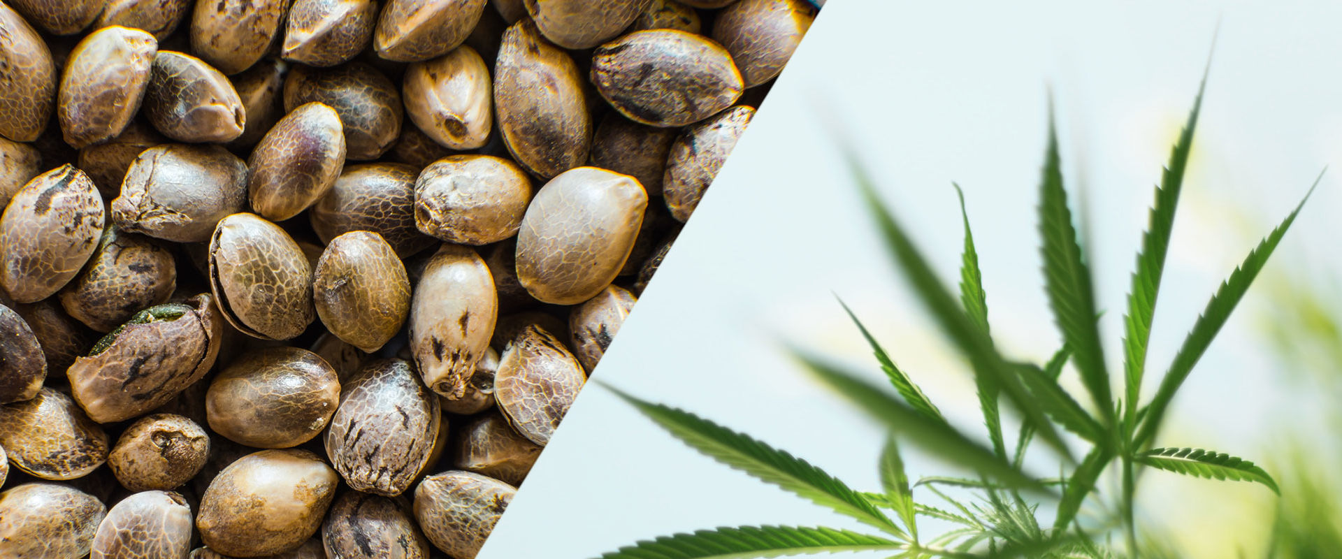 The Difference Between Hemp and CBD: What You Need to Know