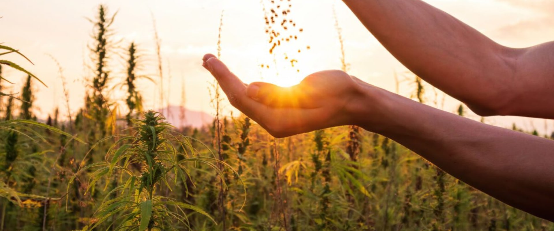 Celebrating the Incredible Benefits of Hemp on International Hemp Day