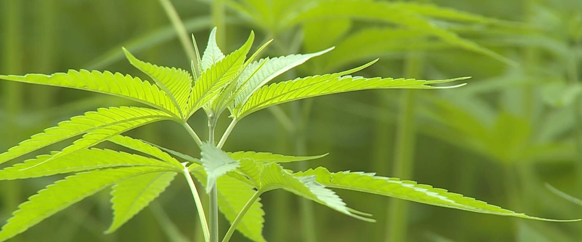 The Anatomy of the Hemp Plant: What Part is Used to Make Hemp?