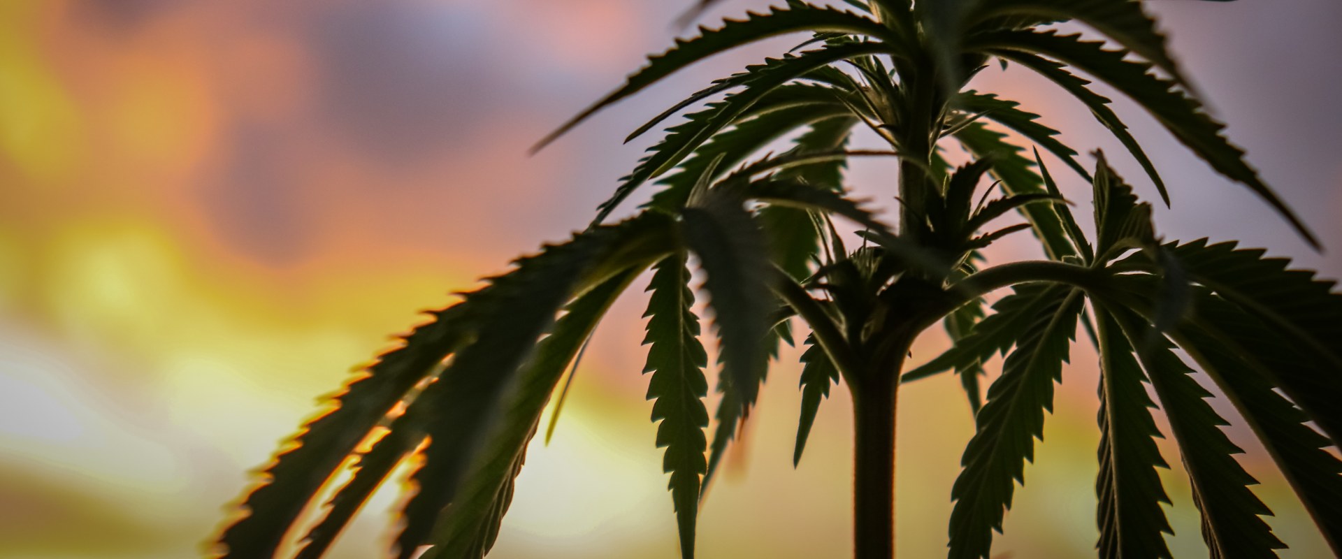 What is Hemp and What Can it be Used For?