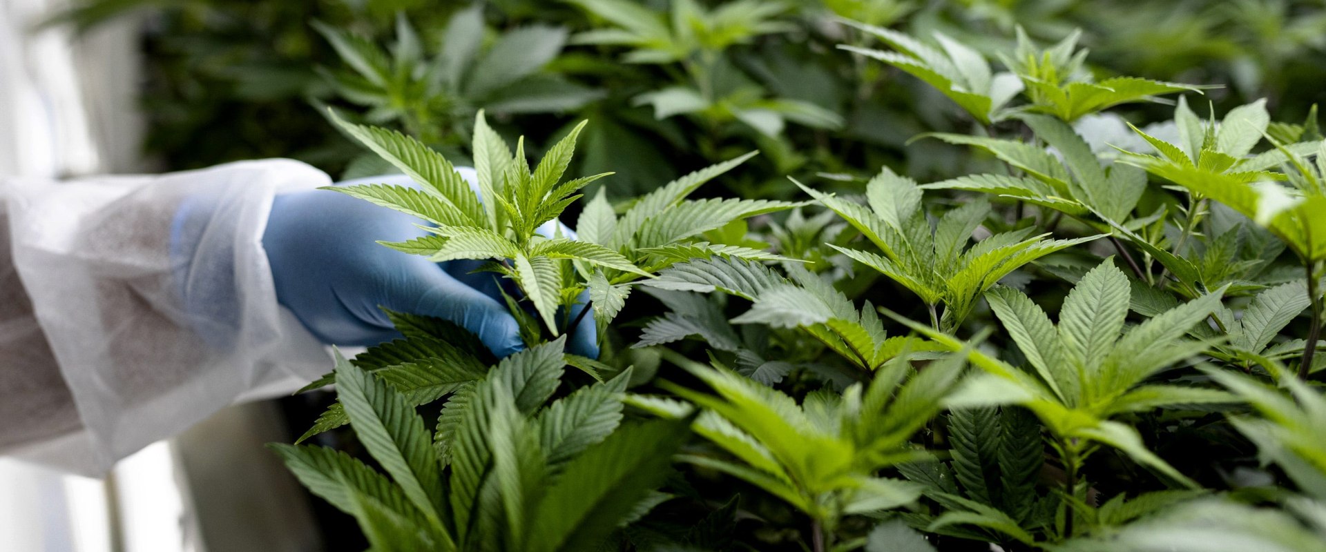 Is Investing in Hemp a Good Idea?