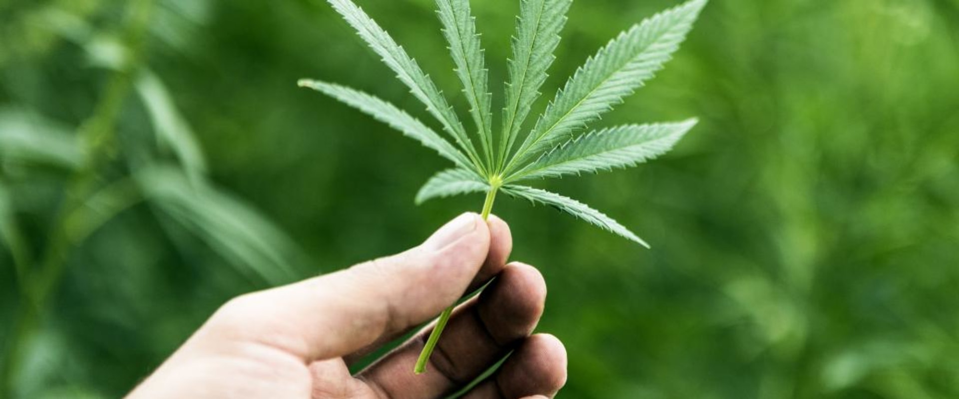 The Benefits of Hemp: Is it Really Good for You?