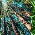 The Benefits of Hemp Paper Over Tree Paper