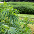 Is hemp legal in the us?