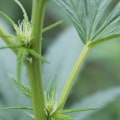 How to Identify Male and Female Hemp Plants