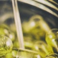 How Much Hemp Oil is Too Much? A Guide to Safe CBD Dosage