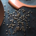 What is Hemp Seed Made Of?