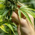 The Rise of Hemp: A Look Back at the History of Hemp
