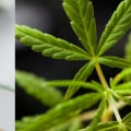 What is CBD Oil and What Are Its Benefits?