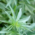 Where do hemp seeds come from?