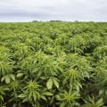 What is Hemp and What Does it Mean?