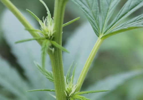 The Difference Between Male and Female Hemp Plants