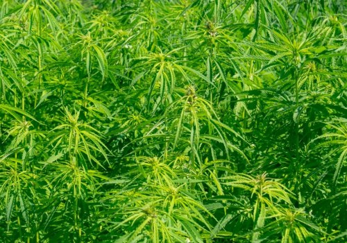The Benefits of Hemp: Why It's the Future of Industry 4.0