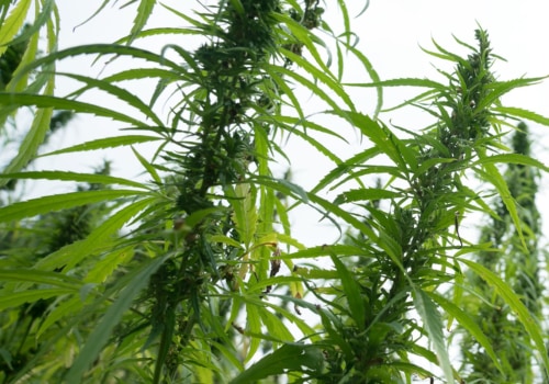 Will Hemp Make a Comeback? A Comprehensive Look at the Hemp Industry