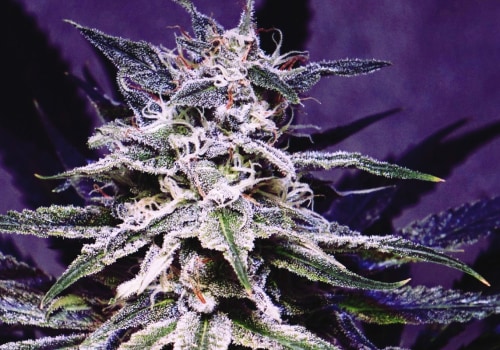 What Other Plants Contain THC-Like Compounds?