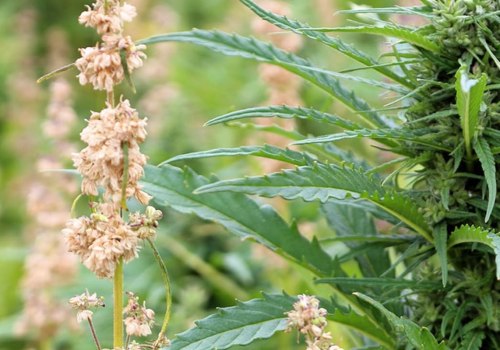 The Many Uses of Hemp: Exploring the Different Parts of the Plant