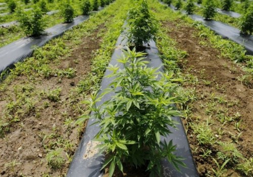 Is Growing Hemp a Good Investment? A Comprehensive Guide