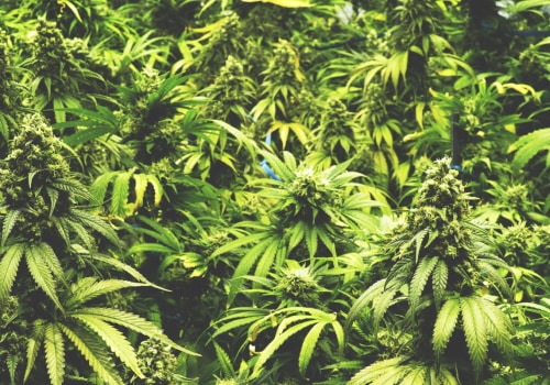 The Outlawing of Hemp: How Did It Happen?