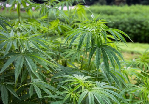 Is Industrial Hemp a Good Investment Opportunity?