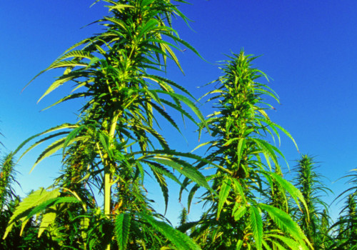 The History of Hemp: From Legalization to Banning