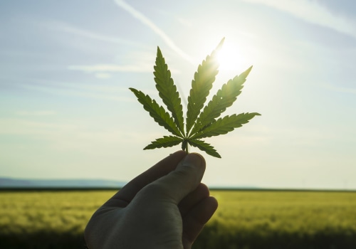 What is the forecast for hemp stock?