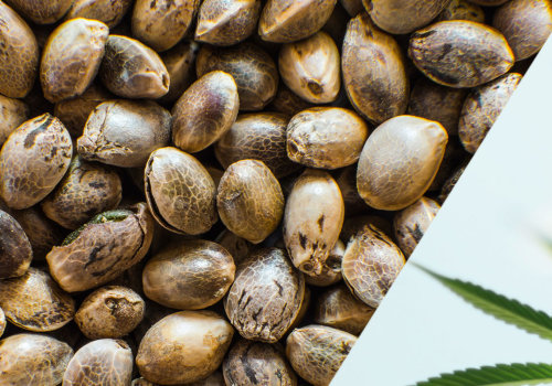 The Difference Between Hemp and CBD: What You Need to Know