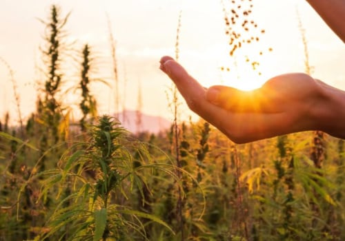 Celebrating the Incredible Benefits of Hemp on International Hemp Day