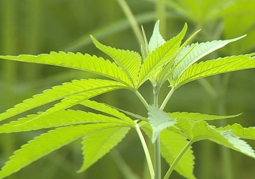 The Anatomy of the Hemp Plant: What Part is Used to Make Hemp?