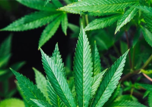 What's the Difference Between Hemp Oil and CBD Oil?