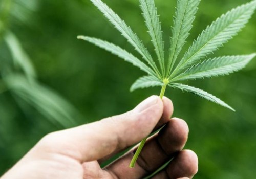 The Benefits of Hemp: Is it Really Good for You?