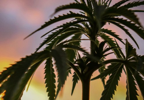 The Benefits of Hemp Clothing: Why You Should Make the Switch