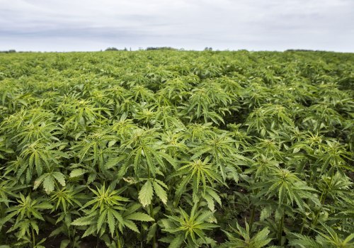 What is Hemp and What Does it Mean?